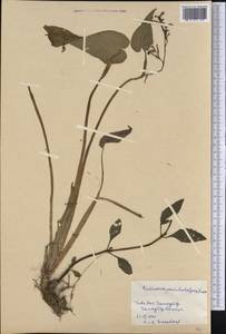 Eichhornia paniculata (Spreng.) Solms, America (AMER) (Cuba)