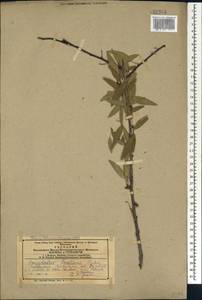 Prunus fenzliana Fritsch, Caucasus, Azerbaijan (K6) (Azerbaijan)