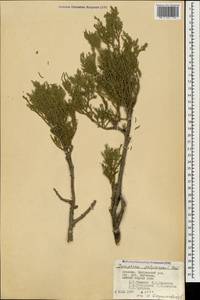 Juniperus excelsa subsp. polycarpos (K.Koch) Takht., Caucasus, Armenia (K5) (Armenia)