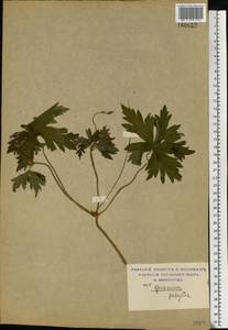 Geranium palustre L., Eastern Europe, Moscow region (E4a) (Russia)