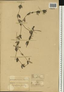 Myriophyllum spicatum L., Eastern Europe, South Ukrainian region (E12) (Ukraine)