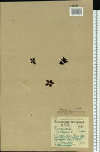 Pinguicula alpina L., Eastern Europe, Northern region (E1) (Russia)