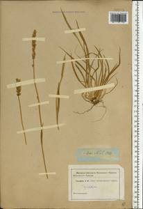 Tofieldia calyculata (L.) Wahlenb., Eastern Europe, North-Western region (E2) (Russia)