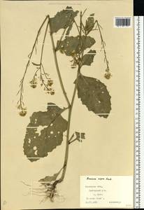 Brassica nigra (L.) W.D.J. Koch, Eastern Europe, West Ukrainian region (E13) (Ukraine)
