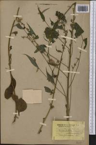 Campanulastrum americanum (L.) Small, America (AMER) (United States)
