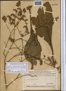 Limonium gmelini (Willd.) Kuntze, Middle Asia, Caspian Ustyurt & Northern Aralia (M8) (Kazakhstan)