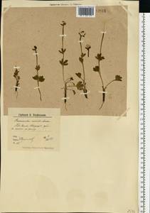 Ranunculus nivalis L., Eastern Europe, Northern region (E1) (Russia)