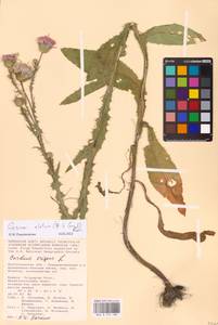 Cirsium alatum (S. G. Gmel.) Bobrov, Eastern Europe, Lower Volga region (E9) (Russia)