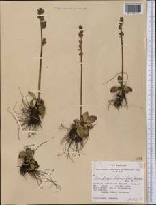 Micranthes hieraciifolia (Waldst. & Kit.) Haw., America (AMER) (United States)