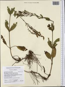 Veronica spicata L., Western Europe (EUR) (Bulgaria)