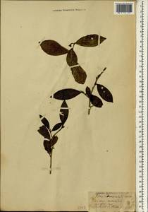 Camellia sinensis subsp. sinensis, South Asia, South Asia (Asia outside ex-Soviet states and Mongolia) (ASIA) (Sri Lanka)