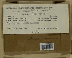 Ptychostomum cryophilum (Mårtensson) J.R. Spence, Bryophytes, Bryophytes - Krasnoyarsk Krai, Tyva & Khakassia (B17) (Russia)