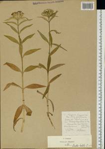Dianthus barbatus L., Eastern Europe, Moscow region (E4a) (Russia)