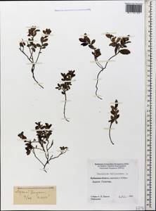 Vaccinium vitis-idaea L., Caucasus, Stavropol Krai, Karachay-Cherkessia & Kabardino-Balkaria (K1b) (Russia)