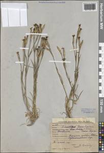 Dianthus kuschakewiczii Regel & Schmalh., Middle Asia, Western Tian Shan & Karatau (M3) (Kyrgyzstan)