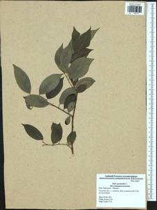 Salix pentandra L., Eastern Europe, Central region (E4) (Russia)