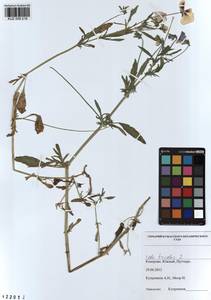 Viola tricolor L., Siberia, Altai & Sayany Mountains (S2) (Russia)