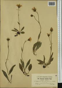Hieracium dentatum subsp. gaudinii (Christener) Nägeli & Peter, Western Europe (EUR) (Switzerland)