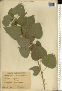 Populus nigra L., Eastern Europe, Lower Volga region (E9) (Russia)