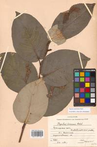 Populus suaveolens Fisch., Siberia, Russian Far East (S6) (Russia)