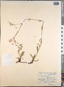 Gypsophila altissima L., Eastern Europe, Central region (E4) (Russia)