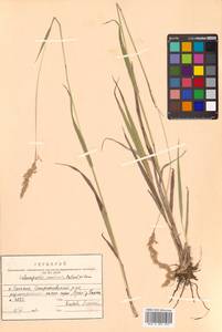 Calamagrostis arundinacea (L.) Roth, Siberia, Russian Far East (S6) (Russia)