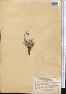 Jurinea thianschanica Regel & Schmalh., Middle Asia, Northern & Central Tian Shan (M4) (Kyrgyzstan)
