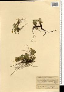 Potentilla acaulis L., Mongolia (MONG) (Mongolia)