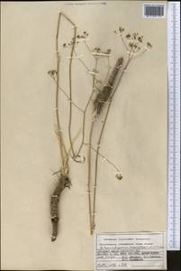 Galagania ferganensis (Korovin) M. G. Vassiljeva & Pimenov, Middle Asia, Pamir & Pamiro-Alai (M2) (Kyrgyzstan)