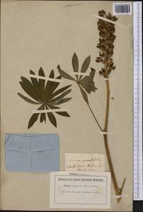 Lupinus polyphyllus Lindl., America (AMER) (Not classified)