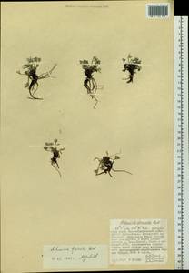 Artemisia furcata M. Bieb., Siberia, Russian Far East (S6) (Russia)