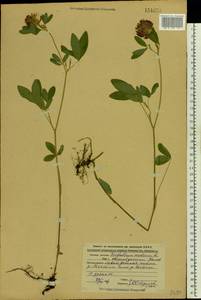 Trifolium medium L., Eastern Europe, Central forest region (E5) (Russia)