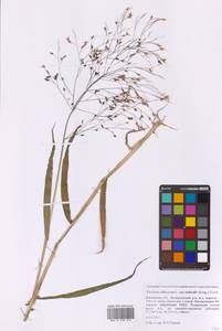Panicum miliaceum L., Eastern Europe, Moscow region (E4a) (Russia)