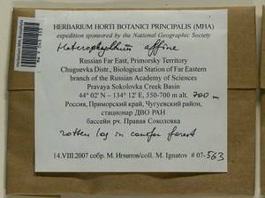 Heterophyllium nemorosum (W.D.J. Koch ex Brid.) Kindb., Bryophytes, Bryophytes - Russian Far East (excl. Chukotka & Kamchatka) (B20) (Russia)