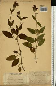 Prunella grandiflora (L.) Scholler, Eastern Europe, Central forest-and-steppe region (E6) (Russia)