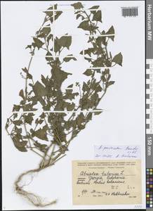 Atriplex prostrata DC., Caucasus, Georgia (K4) (Georgia)
