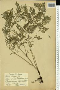 Adonis volgensis DC., Eastern Europe, Central forest-and-steppe region (E6) (Russia)