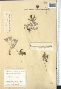 Astragalus ferganensis (M. Pop.) B.A. Fedtschenko, Middle Asia, Pamir & Pamiro-Alai (M2) (Uzbekistan)