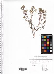 Odontarrhena tortuosa subsp. tortuosa, Eastern Europe, Eastern region (E10) (Russia)