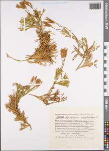 Diphasiastrum complanatum (L.) Holub, Siberia, Russian Far East (S6) (Russia)