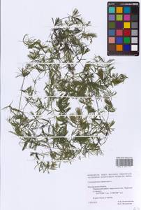 Ceratophyllum demersum L., Eastern Europe, Central forest-and-steppe region (E6) (Russia)