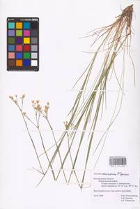 Eremogone saxatilis (L.) Ikonn., Eastern Europe, Central forest-and-steppe region (E6) (Russia)