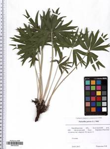 SMR001591, Pulsatilla patens (L.) Mill., Eastern Europe, Eastern region (E10) (Russia)