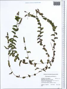 Potamogeton perfoliatus L., Middle Asia, Western Tian Shan & Karatau (M3) (Kyrgyzstan)