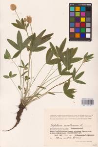 Trifolium montanum L., Eastern Europe, Lower Volga region (E9) (Russia)