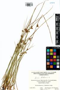 Juncus filiformis L., Siberia, Baikal & Transbaikal region (S4) (Russia)