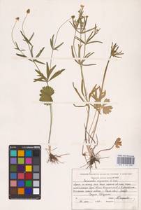 Ranunculus fallax (Wimm. & Grab.) Sloboda, Eastern Europe, Eastern region (E10) (Russia)