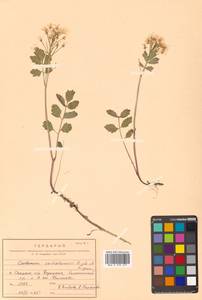 Cardamine macrophylla Willd., Siberia, Russian Far East (S6) (Russia)