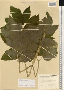 Angelica archangelica L., Eastern Europe, Central forest-and-steppe region (E6) (Russia)