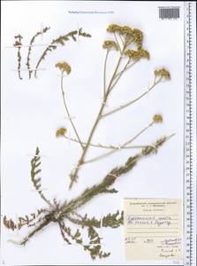 Tanacetum, Middle Asia, Western Tian Shan & Karatau (M3) (Tajikistan)